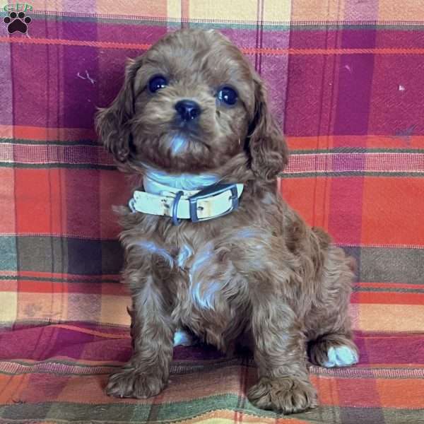 Matthew, Cavapoo Puppy