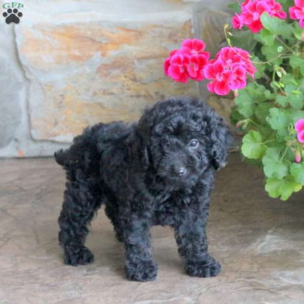 Maverick, Miniature Poodle Puppy