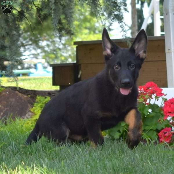 Maverick, German Shepherd Puppy