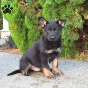 Maverick, German Shepherd Puppy