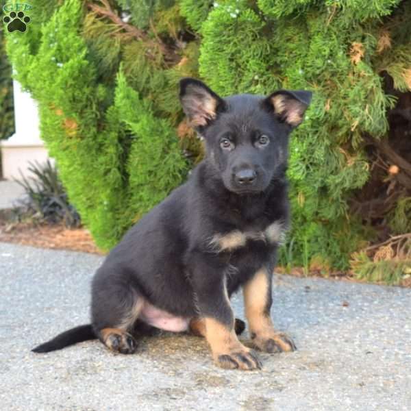 Maverick, German Shepherd Puppy