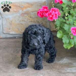 Maverick, Miniature Poodle Puppy