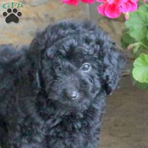 Maverick, Miniature Poodle Puppy
