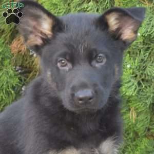 Maverick, German Shepherd Puppy