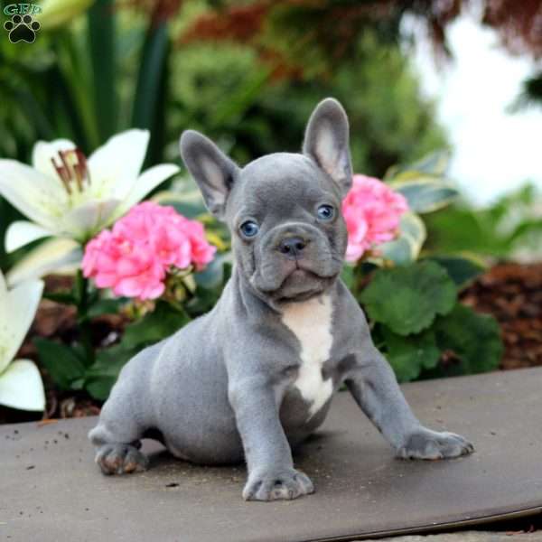 Maverick, French Bulldog Puppy
