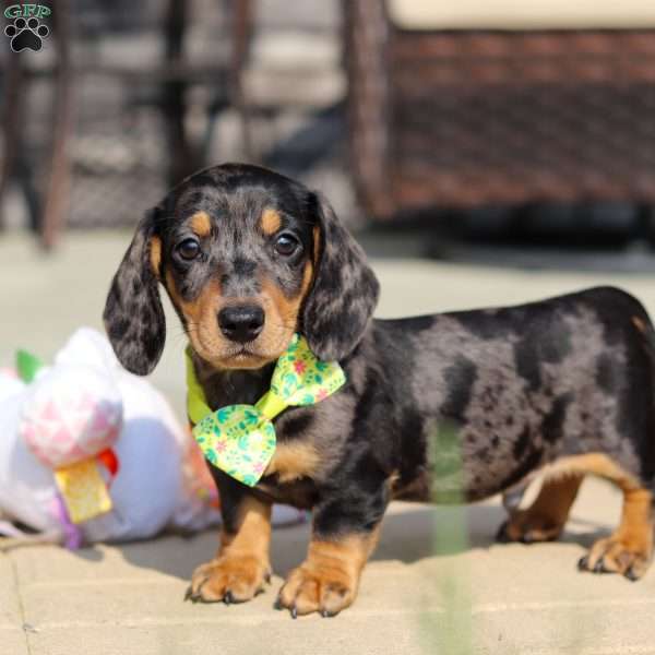 Max, Dachshund Puppy