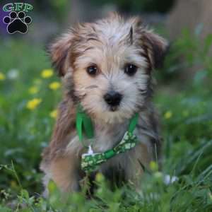 Max, Morkie / Yorktese Puppy