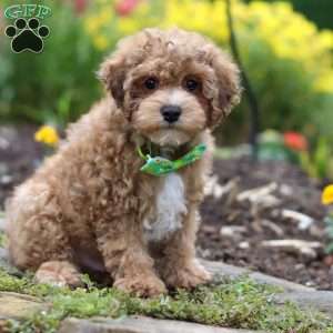 Max, Yorkie Poo Puppy
