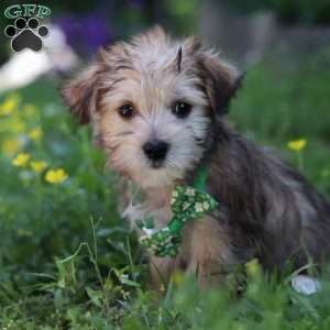Max, Morkie / Yorktese Puppy