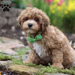 Max, Yorkie Poo Puppy