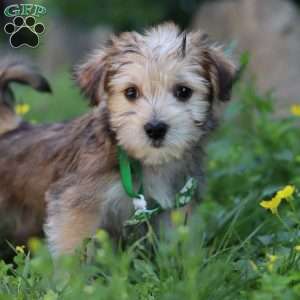 Max, Morkie / Yorktese Puppy
