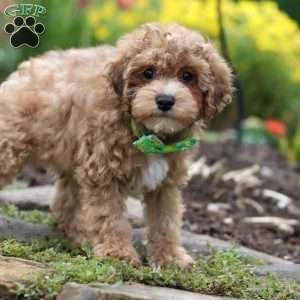 Max, Yorkie Poo Puppy