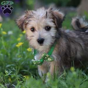 Max, Morkie / Yorktese Puppy