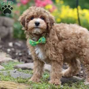 Max, Yorkie Poo Puppy