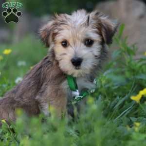 Max, Morkie / Yorktese Puppy