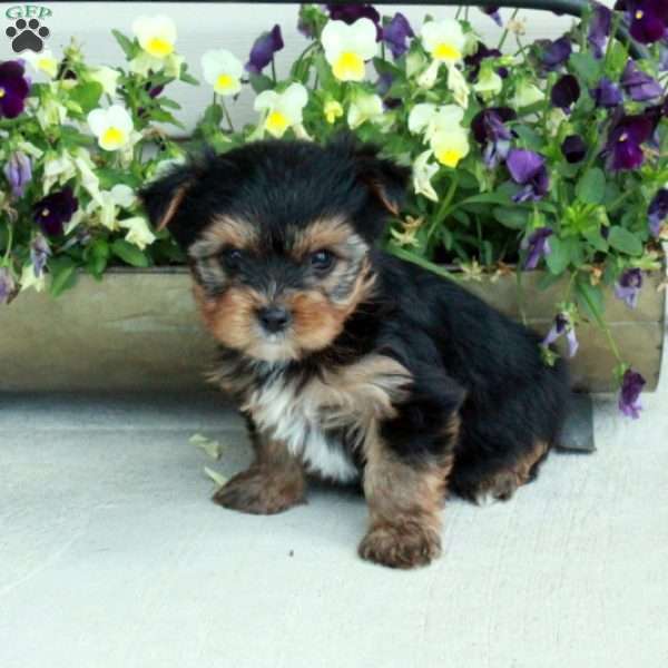 Max, Yorkie Puppy