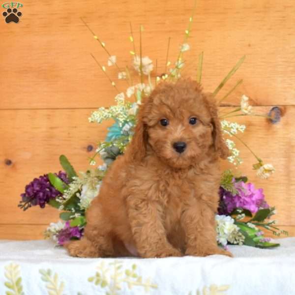 Max, Cavapoo Puppy