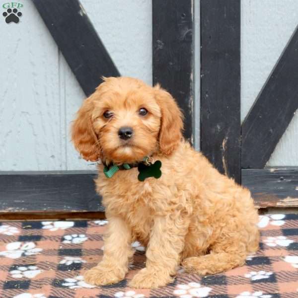 Max, Cavapoo Puppy