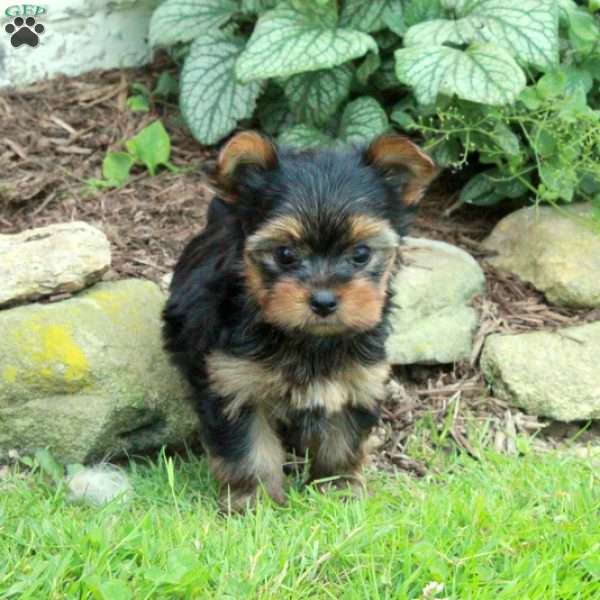Max, Yorkie Puppy