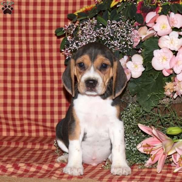 Max, Beagle Puppy