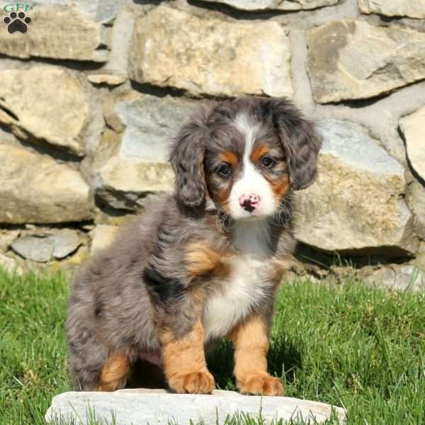 Max, Miniature Poodle Mix Puppy