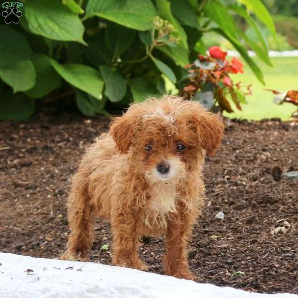 Max, Miniature Poodle Puppy