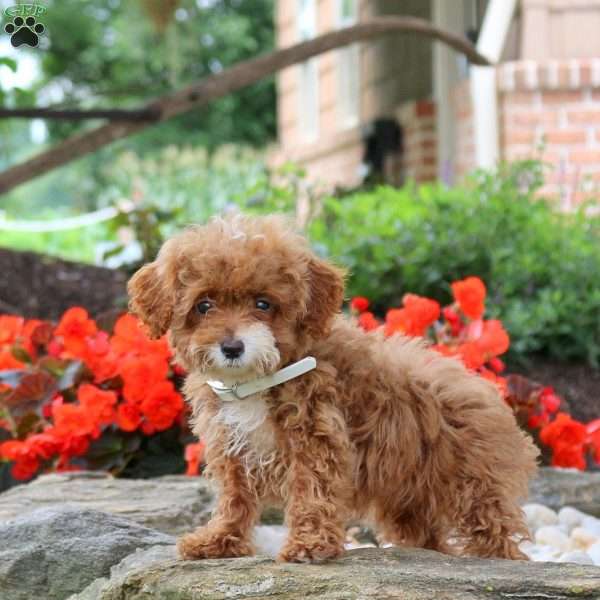 Max, Miniature Poodle Puppy