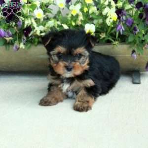 Max, Yorkie Puppy