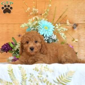Max, Cavapoo Puppy