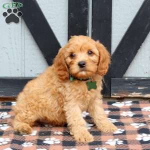 Max, Cavapoo Puppy