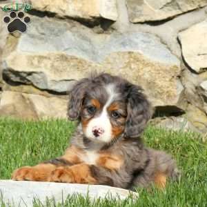 Max, Miniature Poodle Mix Puppy