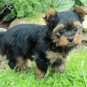 Max, Yorkie Puppy