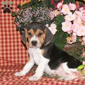 Max, Beagle Puppy
