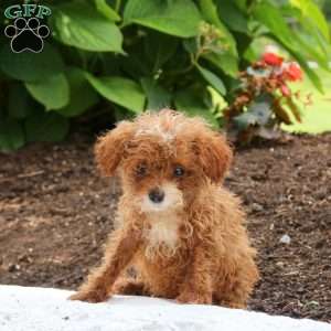 Max, Miniature Poodle Puppy