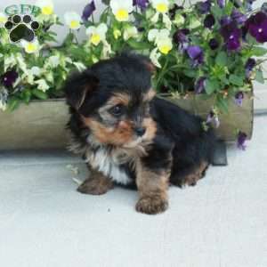Max, Yorkie Puppy