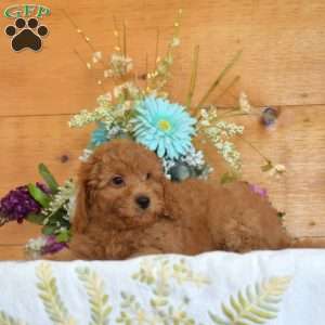 Max, Cavapoo Puppy
