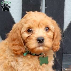 Max, Cavapoo Puppy
