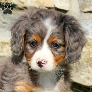 Max, Miniature Poodle Mix Puppy