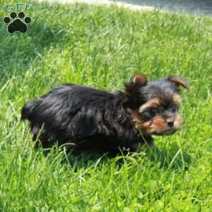Max, Yorkie Puppy