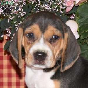 Max, Beagle Puppy