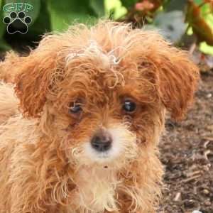 Max, Miniature Poodle Puppy