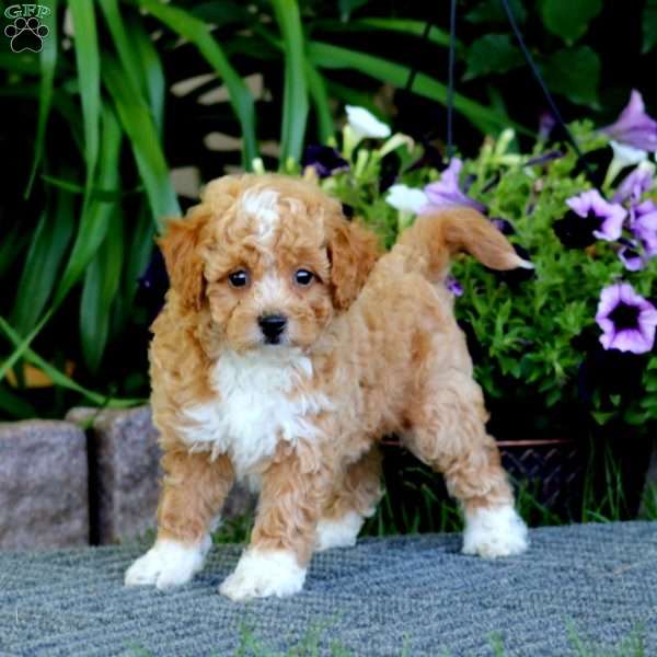 Max, Havapoo Puppy