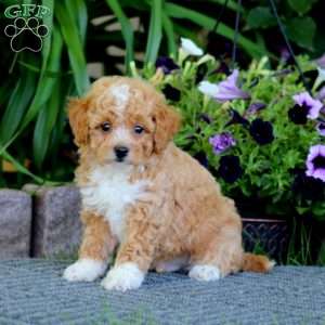Max, Havapoo Puppy