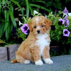 Max, Havapoo Puppy