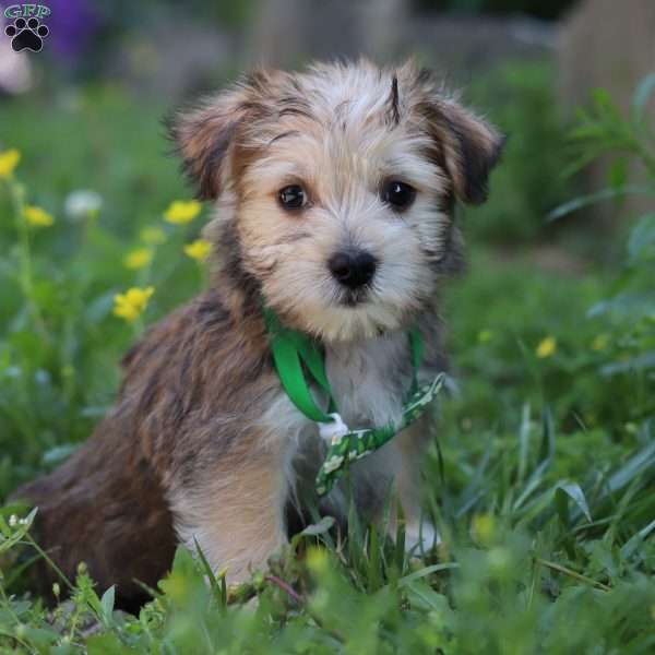 Max, Morkie / Yorktese Puppy