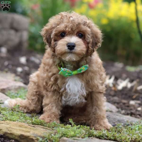 Max, Yorkie Poo Puppy