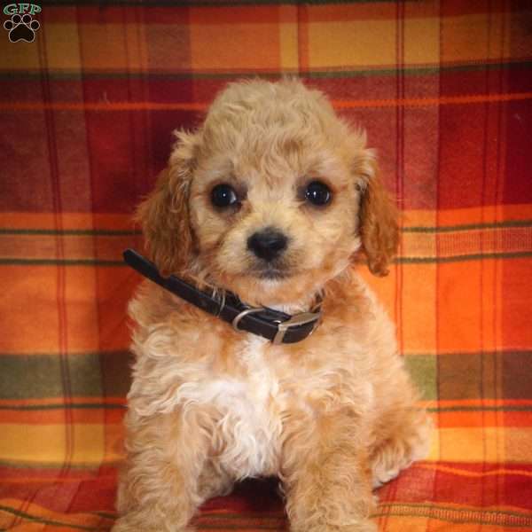 Max, Forever Puppy