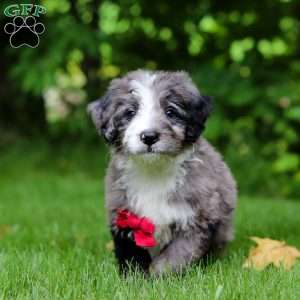 Maxwell, Bernedoodle Puppy