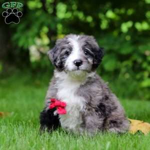 Maxwell, Bernedoodle Puppy