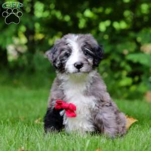 Maxwell, Bernedoodle Puppy
